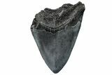 Partial, Fossil Megalodon Tooth - South Carolina #296145-1